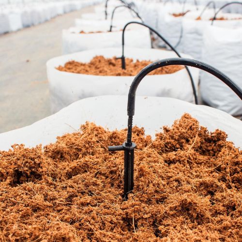 Vermi Compost