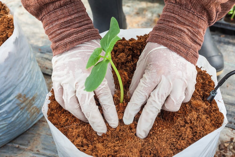 Vermi Compost