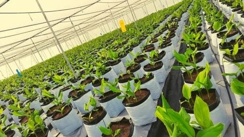 Organic Coco Peat